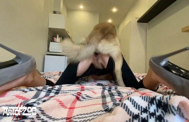 dogbond zoofilia Filmes para Download cachorro de pau duro mulher de quatro pro cachorro porco comendo a buceta animalsex