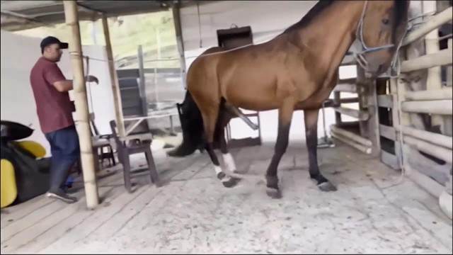 DVDs fodas com animais Filmes para Download Mia, Triana, Zaina, Valeria, Shantal, Lady Zoe, Andy, Xiomara Zoofilia vídeos pornôs de animais grátis cavalo gozando na mulher Cachorro comendo o Cu da empregada