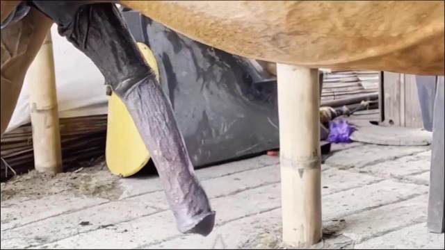 xoxota Filmes para Download fodas com animais cachorro ejaculando Lise private club animalsex Cachorro dá um nó na buceta da e engata o pinto até gozar Cachorro lambendo buceta molhada