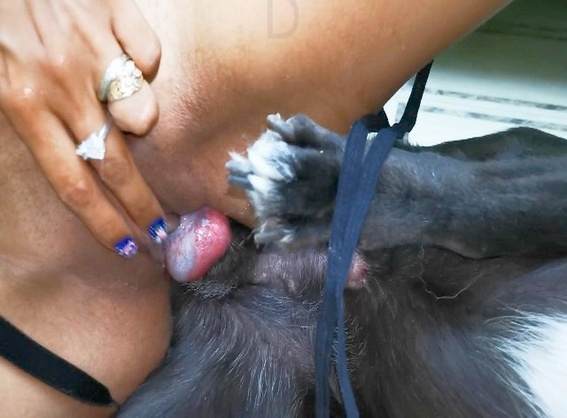 cachorro gozando Filmes para Download sexo bizarro pornô zoofilia com oral cavalo mete com força na buceta pornografia animal Mulher Negra chupando pica de cavalo