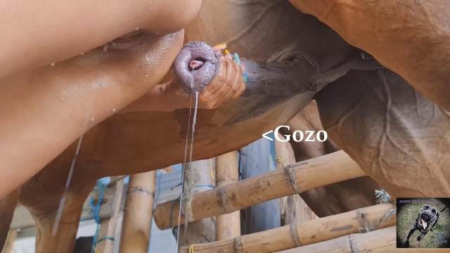 cabeluda pinto de cavalo Filmes para Download Filmes Pornô Com Cachorros - Zoofilia Amadora pornô zoofilia com oral Assista pornografia de bestialidade gratuita sexo bizarro