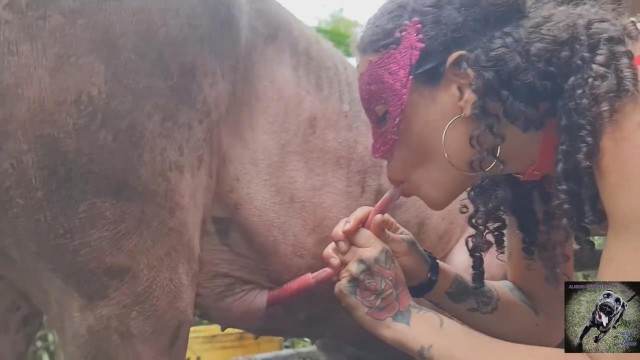 pinto de cavalo dogbond cachorro gozando cavalo de pau duro Porco Comendo Cuzinho De Mulher Quarentona alisonprod art of zoo