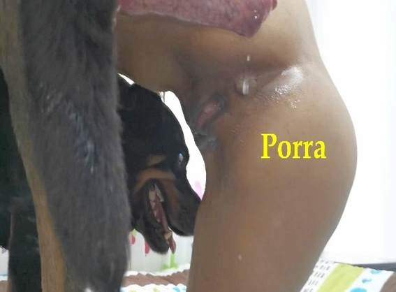 cachorro gozando peluda  sexo com animais xoxota sexo bizarro Vídeos porno de zoofilia con perros y caballos que follan a las chicas zoofílicas Cavalo de Pau Molhado e Mulher Chupando cachorro ejaculando