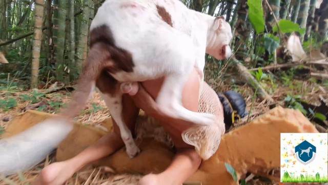 cabeluda dogbond fodas com animais Raven having sex with Dog Raven, DogWoman, Alison, Yasmin, Gisele, Vixen, Cupcake, Lise, Sonia Zoofilia filmes anal sexual amor zoofílico orgia no zoológico cavalo gozando na mulher
