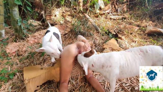 cabeluda dogbond fodas com animais Andy Private Caledonian ,ZOOdelight ,Zooskool ZOOSEX Cachorro fodendo com uma loira muito gostosa cachorro caralhudo comendo a buceta de loira Cavalo de Pau Molhado e Mulher Chupando