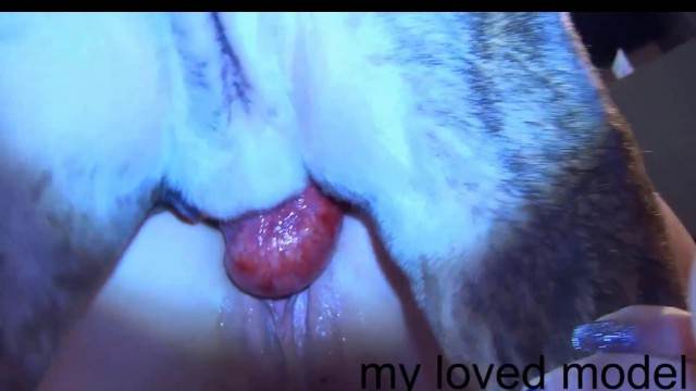 DVDs Filmes para Download pinto de cavalo Cachorro comendo e gozando no cu da casada bunduda melhores filmes de bestialidade de todos os tempos Cachorro arrombando buceta da dona Mulher Negra chupando pica de cavalo
