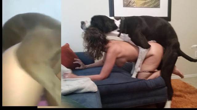 DVDs Filmes para Download pinto de cavalo porco comendo buceta pornografia animal Zoosection Penetração Sexo com cachorro Pornografia de zoológico grátis