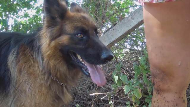 peluda  sexo com animais DVDs Filmes para Download Cachorro comendo o Cu da empregada Cachorro comendo e gozando no cu da casada bunduda Zoofilia com uma loira gostosa cavalo mete com força na buceta
