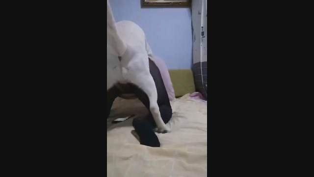 Pornô de cavalo gozando dentro de mulher namorada loira a transar com cavalo Mulheres brasileiras trepam com garanhão alisonprod