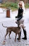 sexo bizarro com animais cavalo e cachorro comendo buceta de mulher zoofilia pesada mulhercaopoderosa2 Mulher trepando com caval&atilde;o enquanto marido cornao assiste mulher de quatro no chiqueiro dando para um porco O javali gozador na buceta da garota nova Cavalo gozando dentro da buceta de uma loira cavala