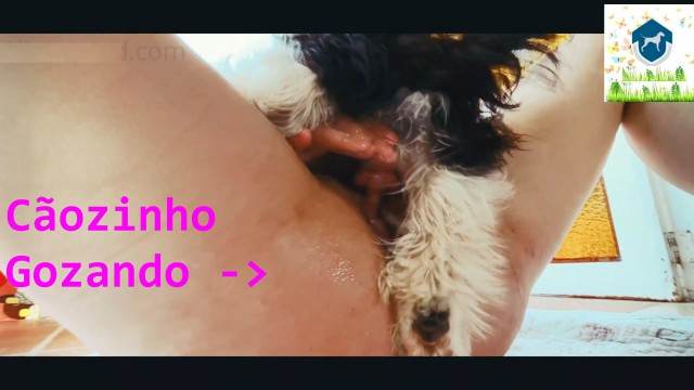 Filmes para Download zoofilia fodas com animais cachorro de pau duro Raven having sex with Dog cachorro caralhudo comendo a buceta de loira mulher de quatro pro cachorro
