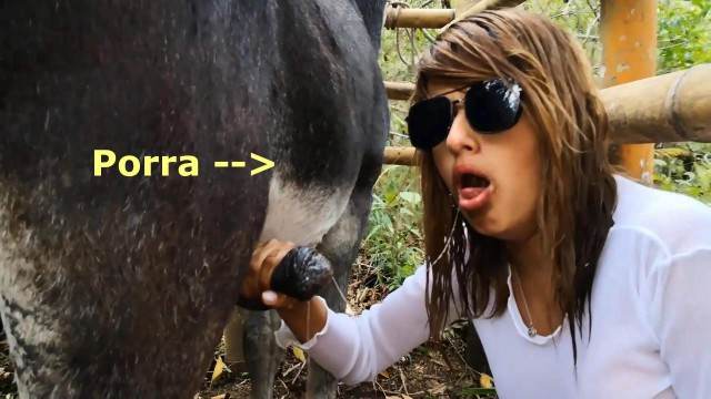 cachorro gozando fodas com animais Filmes para Download novinha gostosa brasileira dando a sua buceta para o cavalo Mad GloryQuest Japones sexo com cachorro ZOO pornô com animais. vídeos gratuitos de bestialidade Mulher batendo punheta pro cachorro