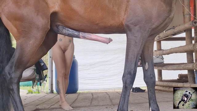 sexo bizarro zoofilia cabeluda alisonprod porco comendo a buceta Cachorro fodendo com uma loira muito gostosa cavalo gozando na mulher