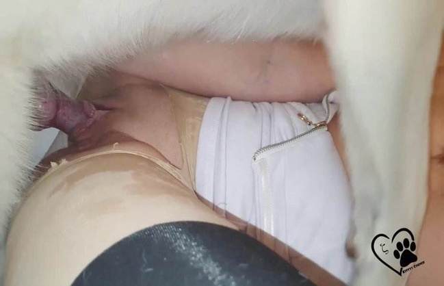 fodas com animais DVDs peluda  sexo com animais Cachorro dá um nó na buceta da e engata o pinto até gozar Porco Comendo Cuzinho De Mulher Quarentona cachorro de pau duro cavalo mete com força na buceta