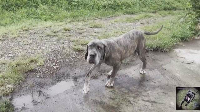 dogbond xoxota cachorro gozando ZOO pornô com animais. vídeos gratuitos de bestialidade Mulher Negra chupando pica de cavalo Mulher trepando com cavalão enquanto marido cornao assiste Cachorro comendo e gozando no cu da casada bunduda
