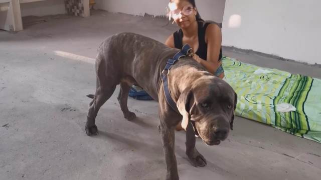 cabeluda peluda  sexo com animais pinto de cavalo Cavalo gozando dentro da buceta de uma loira cavala Cavalo de Pau Molhado e Mulher Chupando Vídeos porno de zoofilia con perros y caballos que follan a las chicas zoofílicas Zoofilia com uma loira gostosa