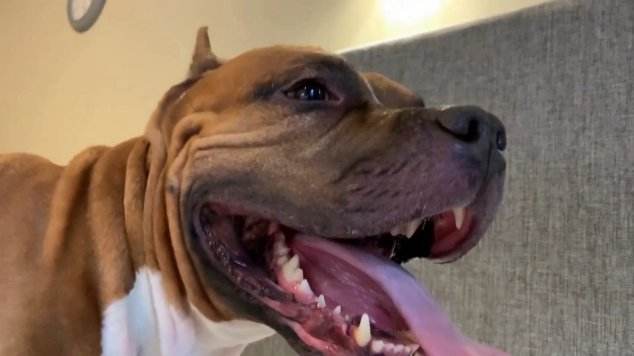 cachorro gozando peluda  sexo com animais sexo bizarro Porco Comendo Cuzinho De Mulher Quarentona pornografia animal Vídeos porno de zoofilia con perros y caballos que follan a las chicas zoofílicas k9lady