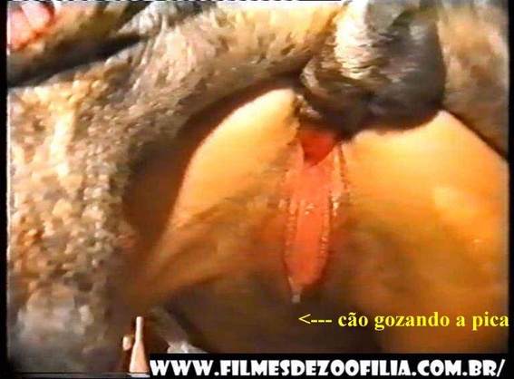 zoofilia xoxota cachorro gozando cachorro comendo buceta Cachorro dá um nó na buceta da e engata o pinto até gozar Mulheres brasileiras trepam com garanhão Cavalo de Pau Molhado e Mulher Chupando