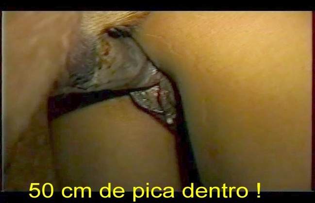 xoxota DVDs pinto de cavalo animalsex Cachorro fodendo com uma loira muito gostosa Cachorro comendo e gozando no cu da casada bunduda Cachorro lambendo buceta molhada