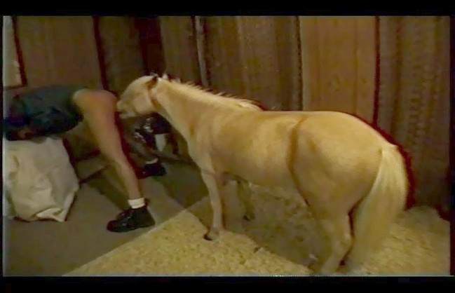 xoxota DVDs pinto de cavalo Mulher latina fazendo sexo com cavalo melhores filmes de bestialidade de todos os tempos Cavalo gozando dentro da buceta de uma loira cavala Cavalo de Pau Molhado e Mulher Chupando