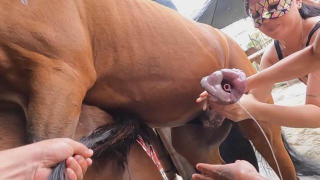 Filmes para Download xoxota fodas com animais sexo com cavalos e uma MILF cavalo gozando na buceta mulher chupando a pica do cachorro Bestiality woman having sex with animals