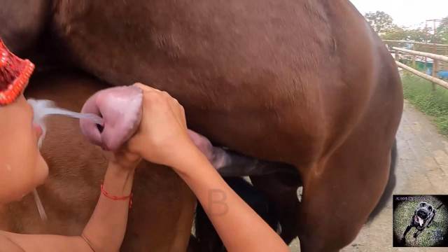zoofilia xoxota dogbond Bestiality woman having sex with animals Mulher latina fazendo sexo com cavalo Assista pornografia de bestialidade gratuita ZOO pornô com animais. vídeos gratuitos de bestialidade