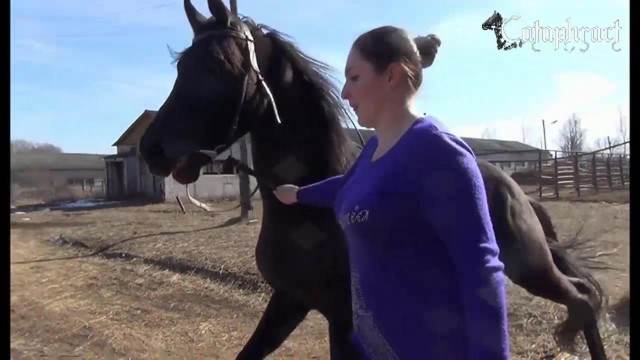 pinto de cavalo DVDs cachorro gozando porco comendo buceta alisonprod Cavalo de Pau Molhado e Mulher Chupando site de tubo de sexo zoo animal