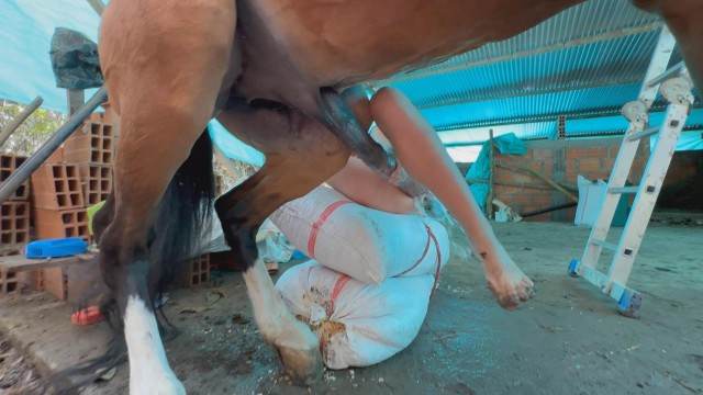 cachorro gozando sexo bizarro peluda  sexo com animais Cachorro dá um nó na buceta da e engata o pinto até gozar porco comendo a buceta alisonprod Andy Private Caledonian ,ZOOdelight ,Zooskool ZOOSEX