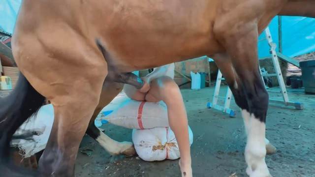 cachorro gozando sexo bizarro peluda  sexo com animais Cachorro fodendo com uma loira muito gostosa mulher chupando a pica do cachorro cavalo de pau duro Assista pornografia de bestialidade gratuita