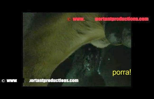 Filmes para Download dogbond sexo bizarro melhores filmes de bestialidade de todos os tempos cachorro comendo buceta Assista pornografia de bestialidade gratuita cavalo mete com força na buceta