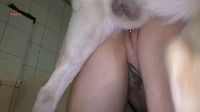peluda  sexo com animais dogbond DVDs Porno Bizarro - Sexo Gratis cavalo mete com força na buceta mulher chupando a pica do cachorro Cachorro arrombando buceta da dona