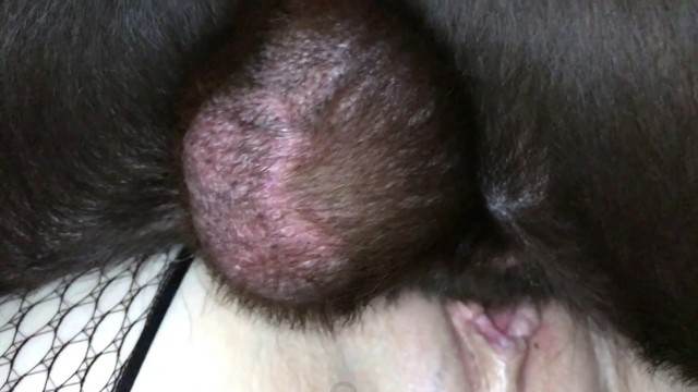Filmes para Download sexo bizarro DVDs cavalo gozando na mulher animalsex Mad GloryQuest Japones sexo com cachorro Nova tomando uma rolada de porco na vagina