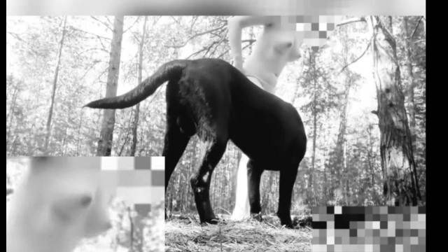Filmes para Download pinto de cavalo cabeluda O javali gozador na buceta da garota nova Mulher Negra chupando pica de cavalo Cachorro fodendo com uma loira muito gostosa Bestiality woman having sex with animals