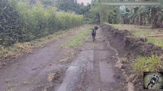 cachorro gozando dogbond fodas com animais namorada loira a transar com cavalo zoofilia selvagem Porno Bizarro - Sexo Gratis Cachorro comendo e gozando no cu da casada bunduda