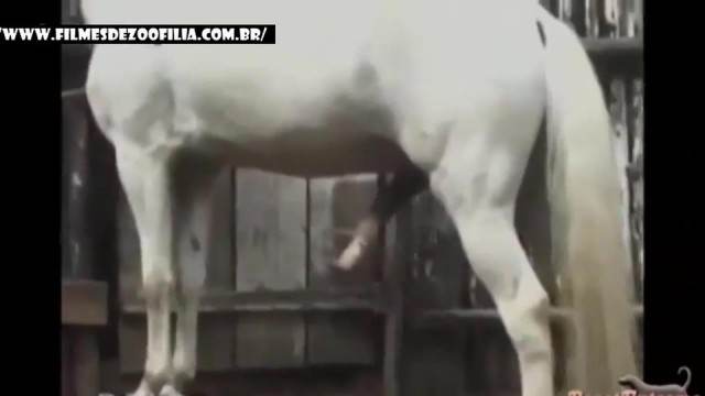 cachorro gozando DVDs sexo bizarro Bestiality woman having sex with animals Mulher Transando Com Cachorro Porco comendo a bucetona da putona com tesão porco comendo buceta