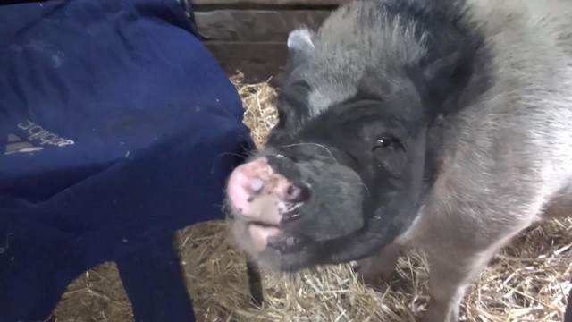 cachorro gozando cabeluda sexo bizarro sexo com cavalos e uma MILF Penetração Sexo com cachorro Pornografia de zoológico grátis Cachorro fodendo com uma loira muito gostosa O javali gozador na buceta da garota nova