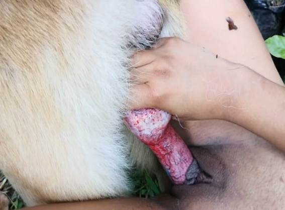 zoofilia xoxota Filmes para Download Filmes Pornô Com Cachorros - Zoofilia Amadora Bestiality woman having sex with animals sexo bizarro melhores filmes de bestialidade de todos os tempos