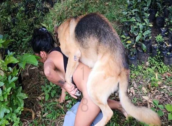 zoofilia xoxota Filmes para Download Filmes Pornô Com Cachorros - Zoofilia Amadora Cachorro dá um nó na buceta da e engata o pinto até gozar mulher chupando a pica do cachorro cachorro comendo buceta