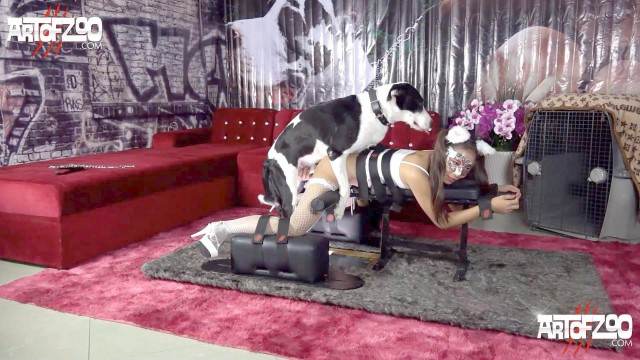 pinto de cavalo DVDs fodas com animais Filmes Pornô Com Cachorros - Zoofilia Amadora Seamless mulher de quatro pro cachorro filmes zoofiliade  brasileirinhas