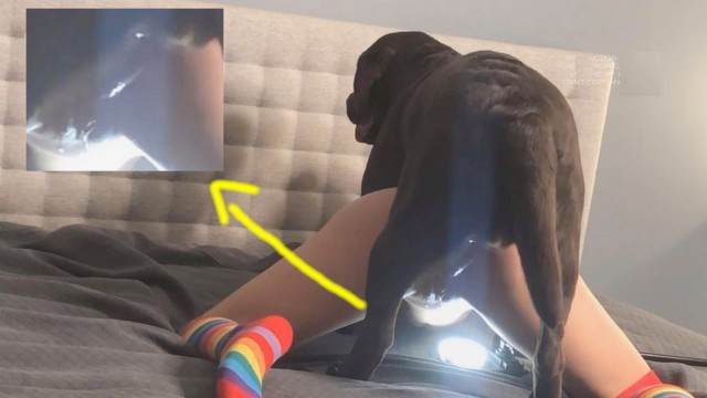sexo bizarro peluda  sexo com animais pinto de cavalo Filme pornô de zoofilia com uma mulher indiana mulher de quatro pro cachorro Cachorro lambendo buceta molhada novinha gostosa brasileira dando a sua buceta para o cavalo