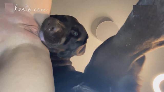 sexo bizarro peluda  sexo com animais pinto de cavalo cavalo mete com força na buceta Cachorro lambendo buceta molhada Cachorro arrombando buceta da dona Zoofilia com uma loira gostosa