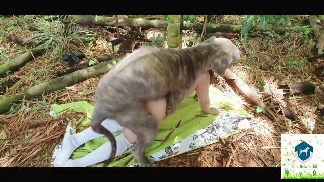 fodas com animais cachorro gozando pinto de cavalo art of zoo cavalo gozando na mulher Cachorro dá um nó na buceta da e engata o pinto até gozar Porco comendo a bucetona da putona com tesão