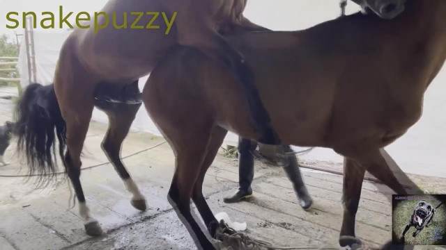 fodas com animais peluda  sexo com animais Filmes para Download cavalo gozando na buceta cachorro ejaculando Cachorro arrombando buceta da dona Cavalo gozando dentro da buceta de uma loira cavala