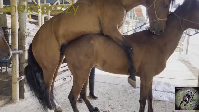fodas com animais peluda  sexo com animais Filmes para Download Cachorro comendo o Cu da empregada Assista pornografia de bestialidade gratuita mulher de quatro no chiqueiro dando para um porco cavalo gozando na mulher