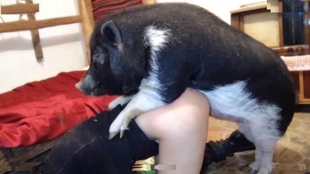 dogbond sexo bizarro Filmes para Download Cavalo de Pau Molhado e Mulher Chupando melhores filmes de bestialidade de todos os tempos animalsex Porco Comendo Cuzinho De Mulher Quarentona