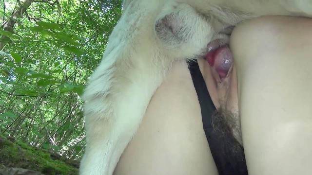 xoxota cabeluda Filmes para Download cavalo de pau duro Cachorro dá um nó na buceta da e engata o pinto até gozar Porno Bizarro - Sexo Gratis pornografia animal
