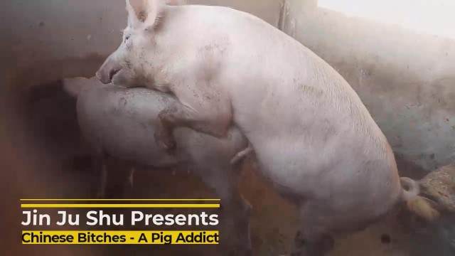 xoxota dogbond pinto de cavalo animalsex Cachorro comendo e gozando no cu da casada bunduda pornografia animal Vídeos porno de zoofilia con perros y caballos que follan a las chicas zoofílicas