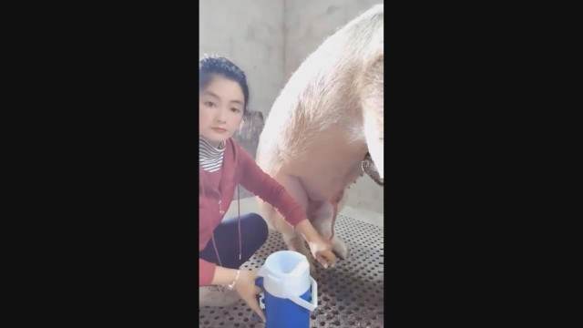 xoxota dogbond pinto de cavalo Porno Bizarro - Sexo Gratis animal sexo tubo Mulher Transando Com Cachorro filmes anal sexual amor zoofílico orgia no zoológico