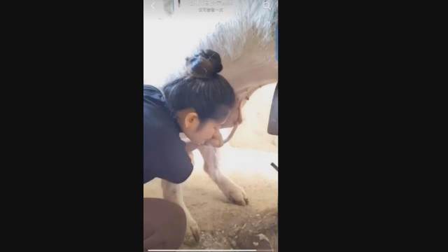 xoxota dogbond pinto de cavalo Vídeos porno de zoofilia con perros y caballos que follan a las chicas zoofílicas Cachorro arrombando buceta da dona Mulheres brasileiras trepam com garanhão mulher de quatro no chiqueiro dando para um porco
