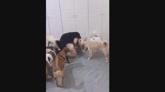 xoxota dogbond pinto de cavalo art of zoo Vídeo de sexo bestial grátis pornografia animal Filmes Pornô Com Cachorros - Zoofilia Amadora